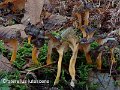 Craterellus lutescens-amf386